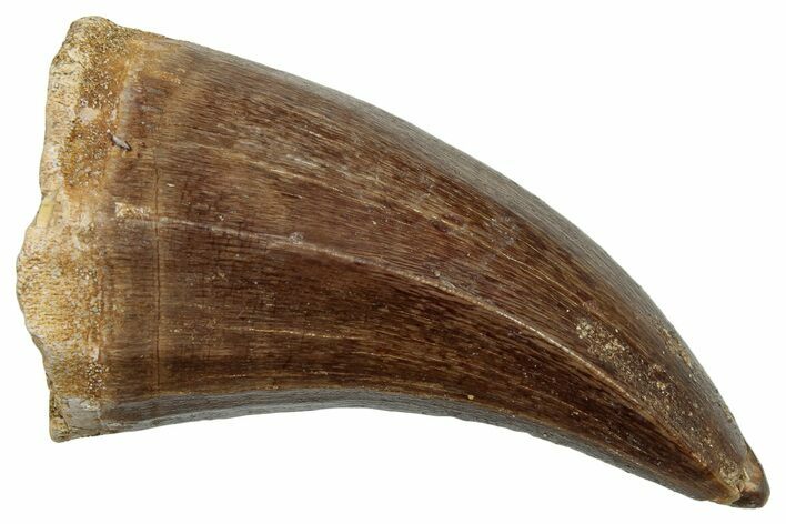 Fossil Mosasaur (Mosasaurus) Tooth - Morocco #247861